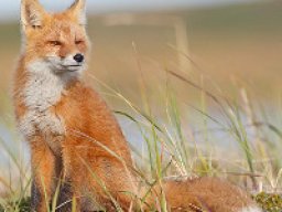 Renard roux